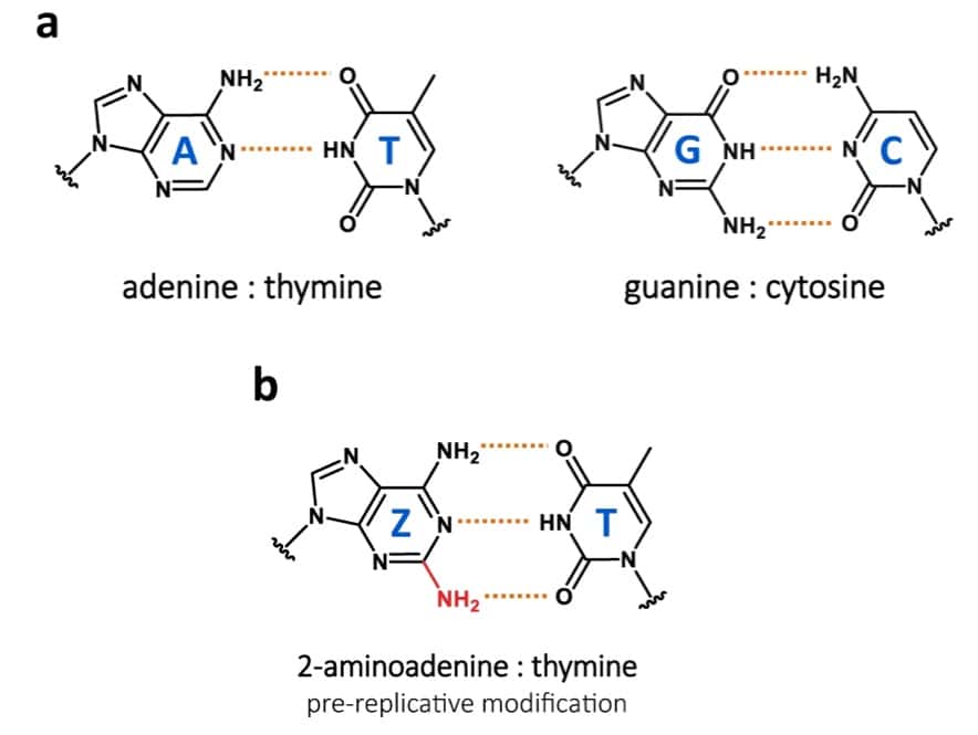 Les deux liaisons « classiques » de l’ADN (adénine-thymine et guanine-cytosine), et la liaison précurseur de Z-T (2-aminoadenine-thymine). Cette dernière est plus stable que A-T car elle possède trois liaisons hydrogènes au lieu de deux. © Pierre-Alexandre Kaminski et <em>al., Nature Communications</em>, 2021