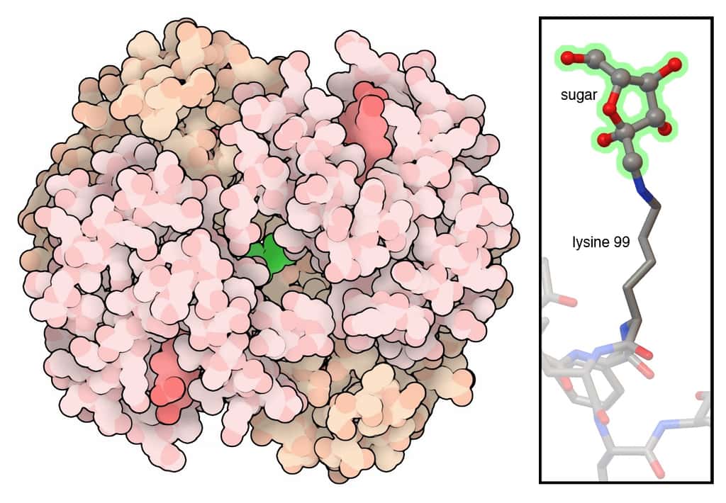 Une hémoglobine glycolée, issue de la réaction entre un sucre et une lysine. © David S. Goodsell, RCSB PDB