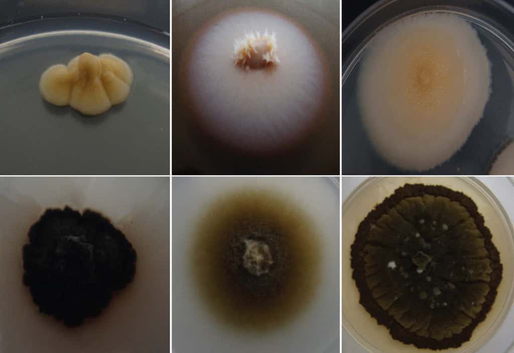 Le champignon <i>Aeminium ludgeri </i>appartient à une nouvelle famille de moisissure noire. © João Trovão