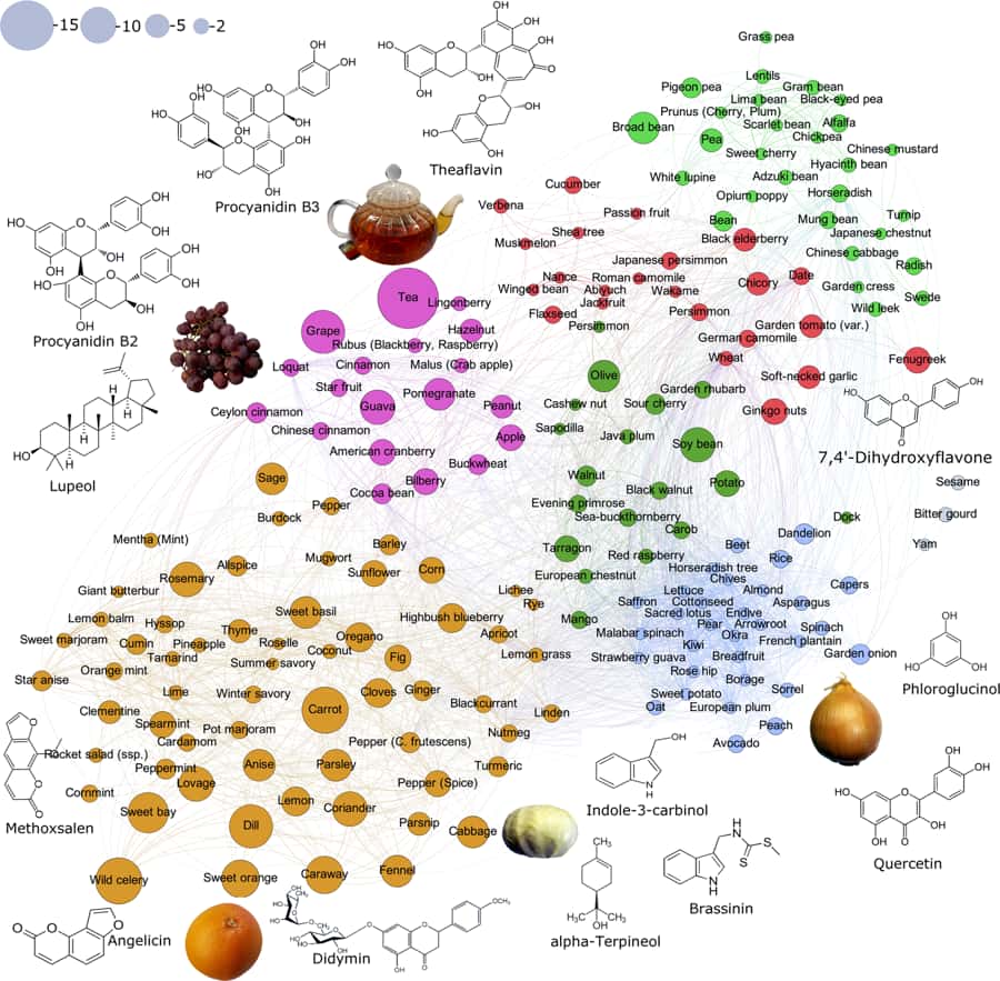 Une classification des aliments selon le nombre et le type de molécules aux propriétés anticancéreuses qu’ils contiennent. © Kirill Veselkov et al, Scientific Reports, 2019