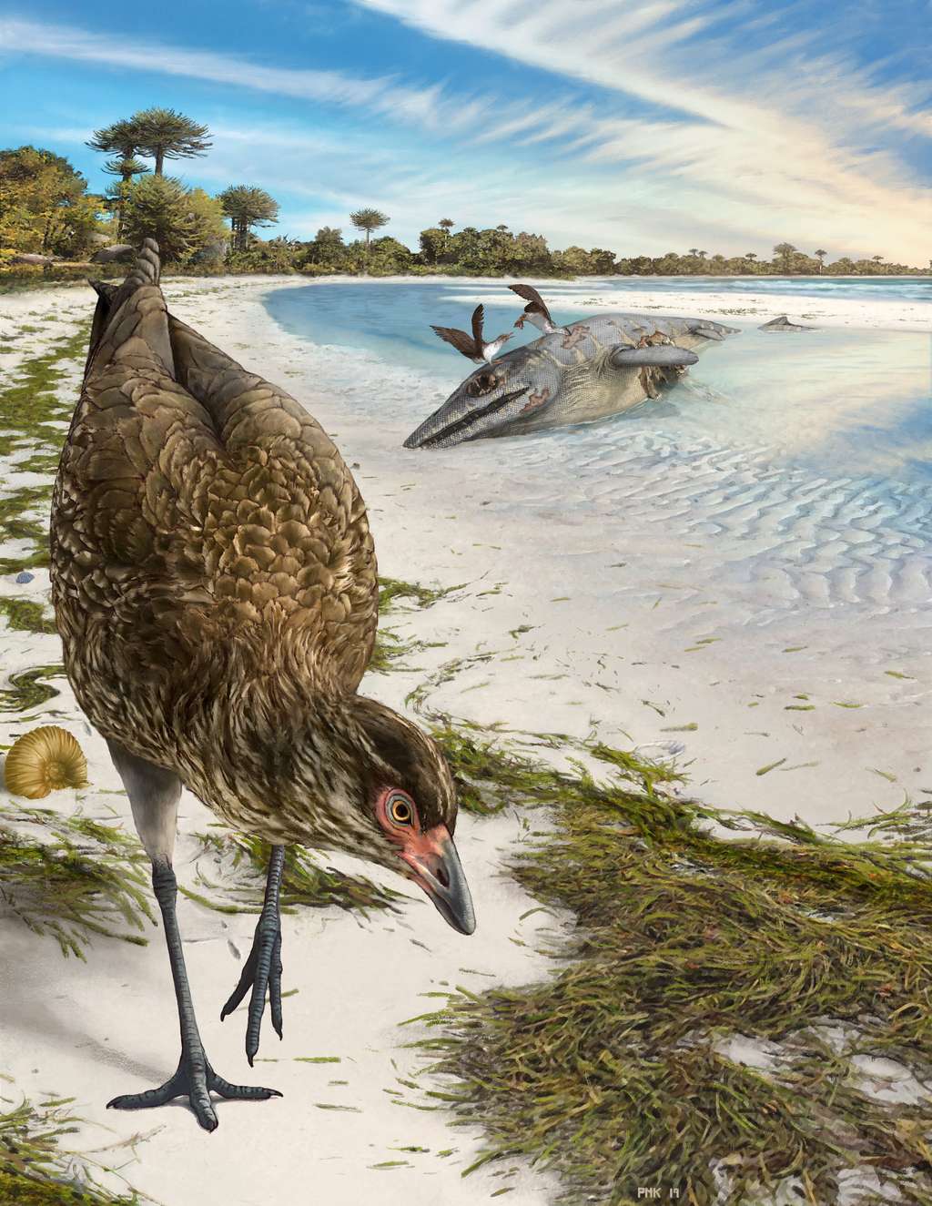<em>Asteriornis maastrichtensis</em> vivait il y a 66,7 millions d’années sur les côtes belges, où l’environnement ressemblait alors aux plages tropicales des Bahamas. © Phillip Krzeminski