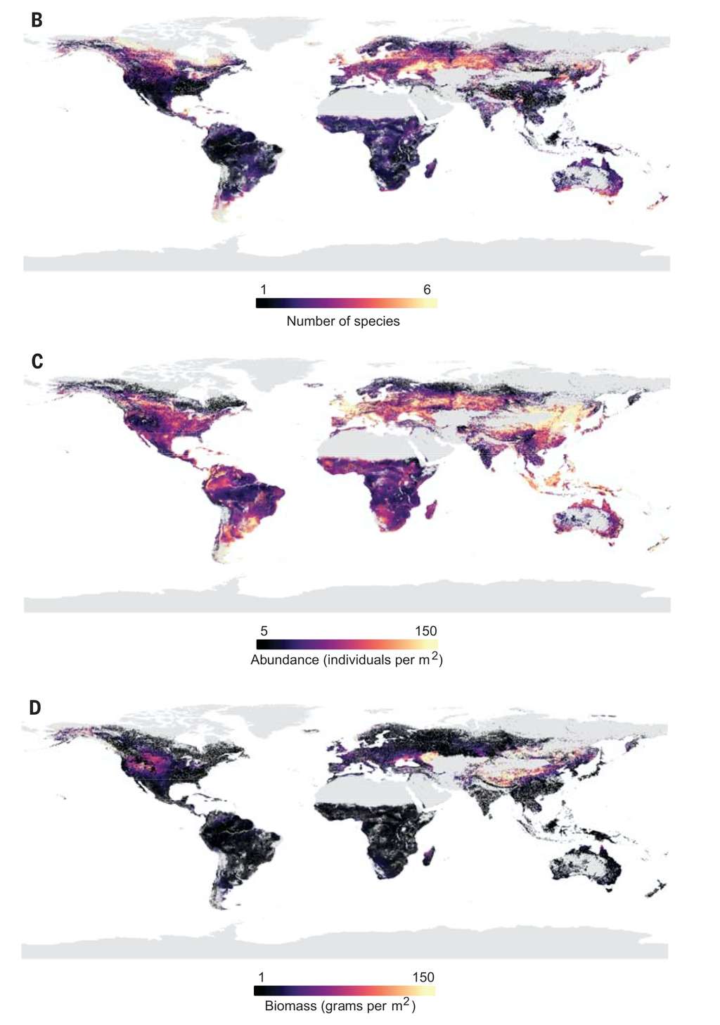 La répartition de vers de terre dans le monde. B : nombre d’espèces. C. abondance (nombre de vers par m<sup>2</sup>). D. Biomasse totale (g/m<sup>2</sup>). © Helen Phillips et al., <em>Science</em>, 2019