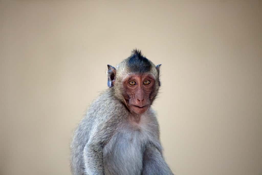 Malgré sa proximité avec l’être humain, le singe est un animal peu adapté pour constituer une banque d’organes. © fontoknak, Fotolia