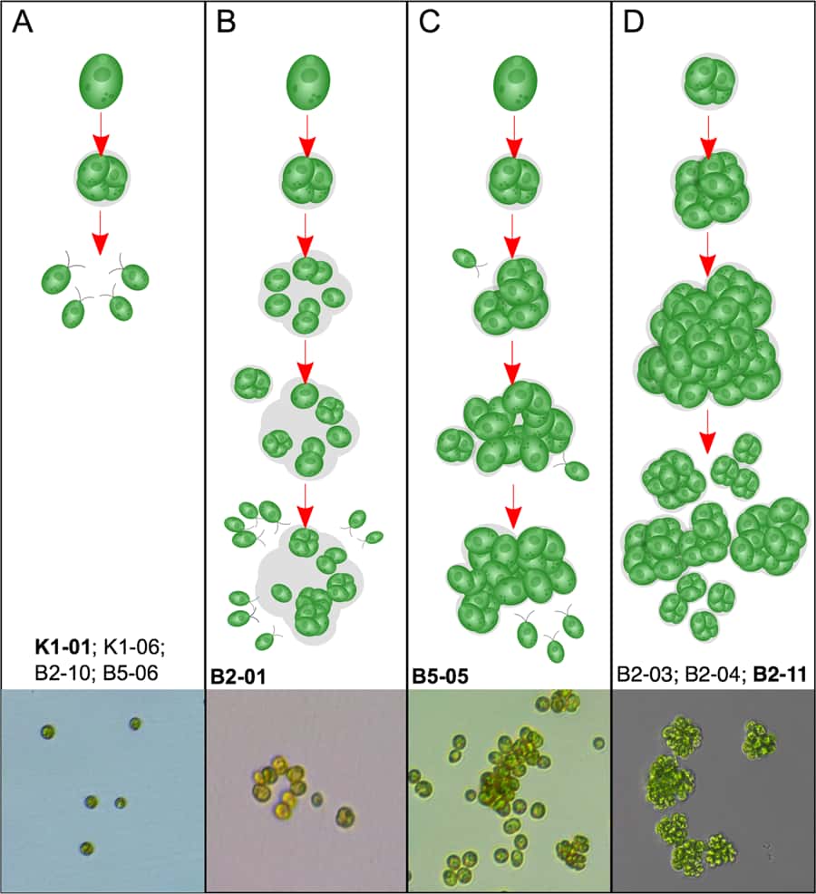 Les différentes formes d’évolution de l’algue unicellulaire <i>C. reinhardtii</i>. A : sans prédateur, elle continue de se reproduire en unique cellule. B : les cellules se regroupent en amas entourés par une matrice extracellulaire. C : identique à B mais avec des amas de plus grande taille. D : une forme plus avancée de vie avec reproduction par propagule de 4, 8 ou 16 cellules. <i>© M. Herron et al, Scientific Reports, 2019</i>