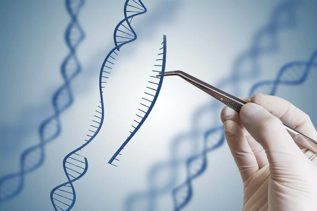 CRISPR-Cas9 : un puissant outil d’édition génétique, mais difficile à manier avec précision. © vchalup, Adobe Stock