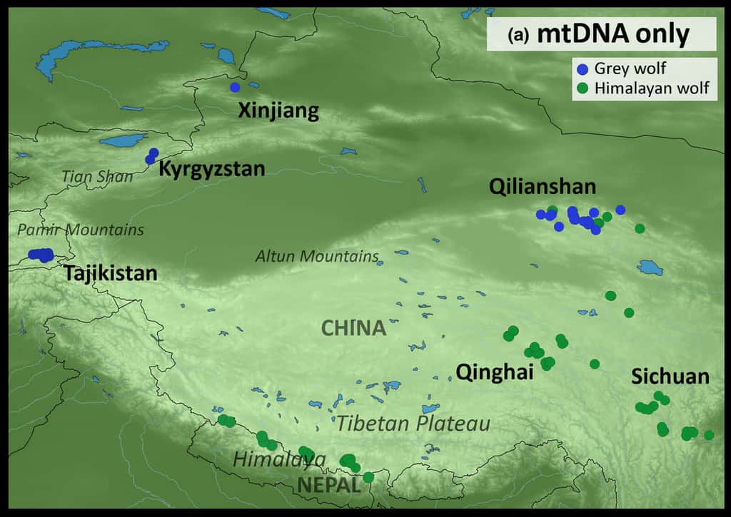 Le loup de l’Himalaya (en vert) vit à des altitudes beaucoup plus élevées que le loup gris (en bleu foncé). © Geraldine Werhahn et al.<i>, Journal of Biogeography,</i> 2020