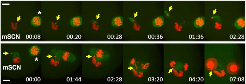 Des morceaux de noyaux de mammouth ont été injectés dans des ovocytes de souris. Les astérisques montrent des chromosomes de métaphase II et les flèches jaunes indiquent des structures en forme de pronucléus. <i>© Kazuo Yamagata et al, Scientific Reports</i>, 2019