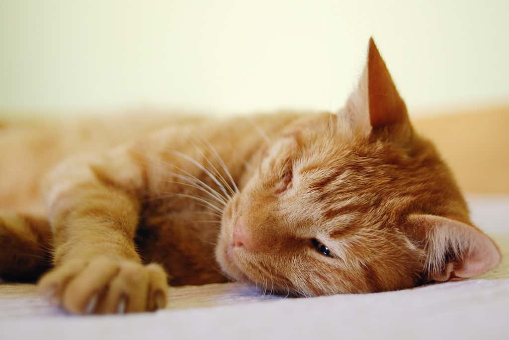Le chat est déficient en une enzyme de détoxification de la perméthrine, qui entraîne chez lui de graves troubles neurologiques. © sausyn, Flickr