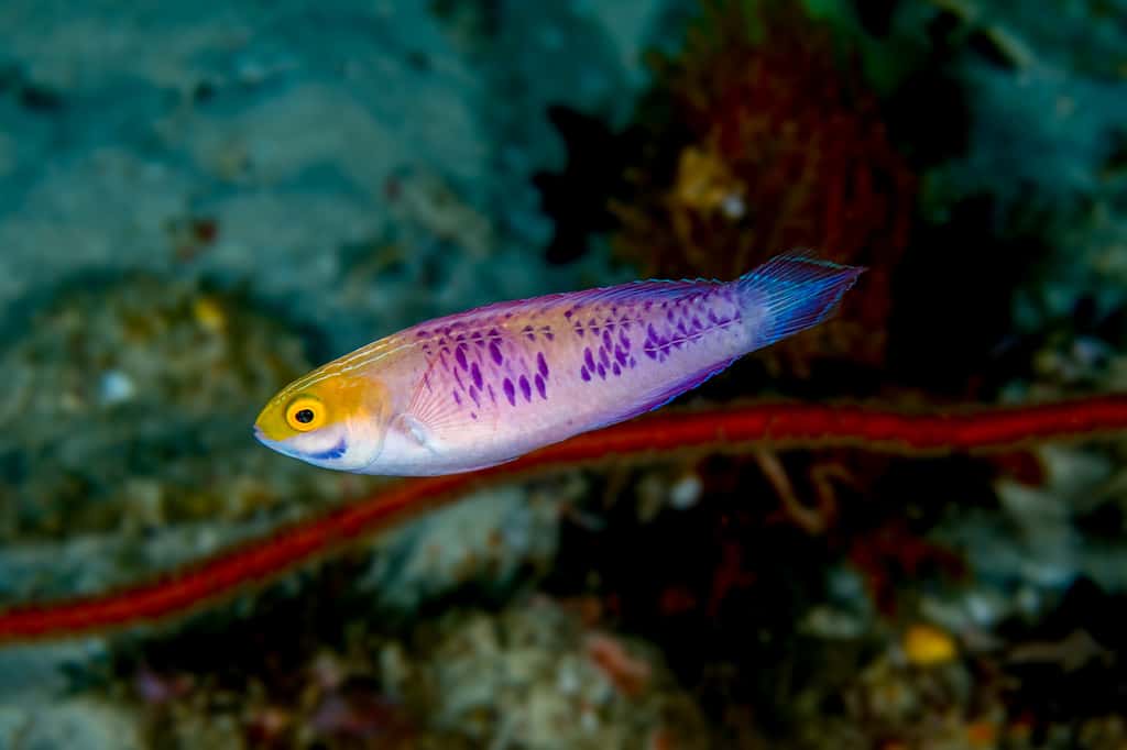 <em>Cirrhilabrus Wakanda</em>, aux étonnantes écailles violettes, est une espèce de poisson labre découvert dans l’océan Indien au large de Zanzibar. © <em>California Academy of Sciences</em>