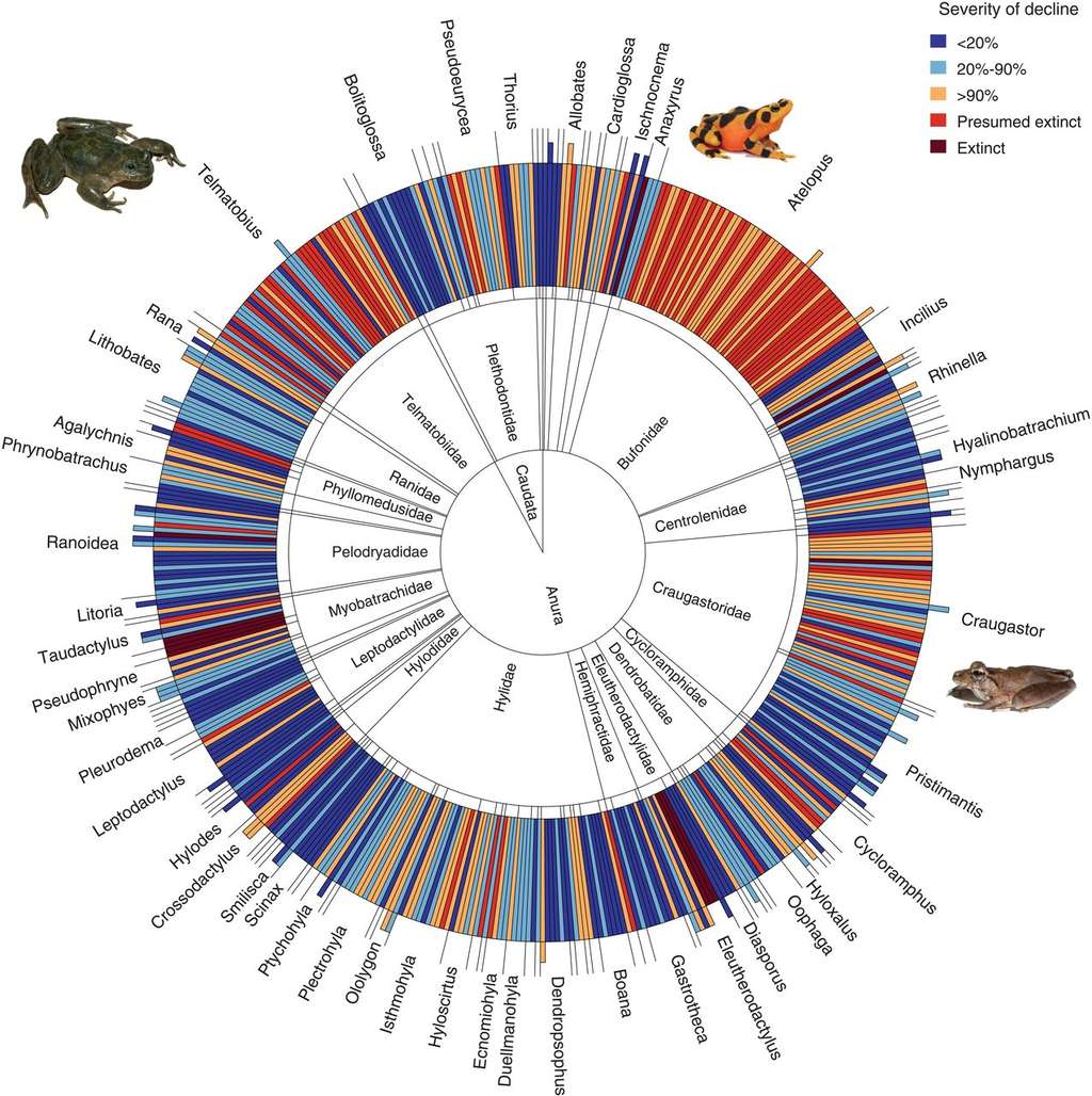 501 espèces d’amphibiens ont vu leur population chuter en raison de l’infection par le champignon <i>Batrachochytrium dendrobatidis.</i> © Ben C.Scheele et al, <em>Science,</em> 2019