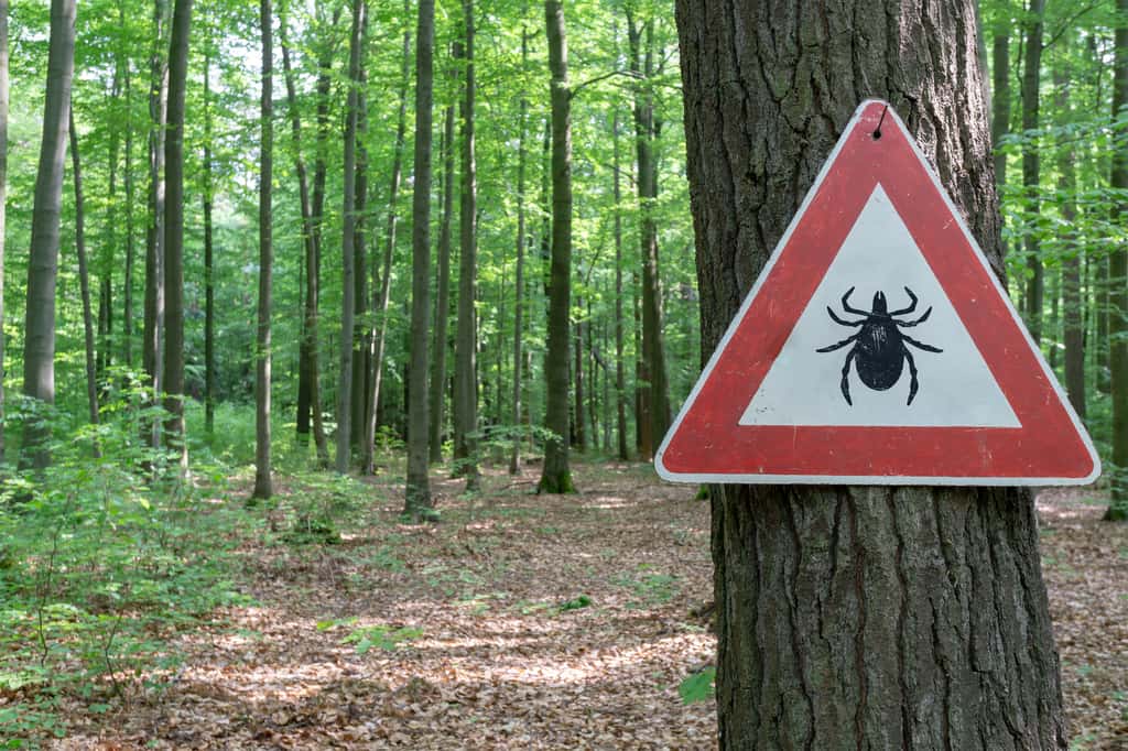 En France, on enregistre environ 84 cas de maladie de Lyme pour 100.000 habitants, principalement dans l'est et le centre. © gabort, Fotolia