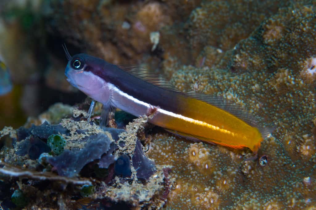 <em>Ecsenius springeri</em>, un petit poisson benthique découvert en Papouasie-Nouvelle-Guinée aux couleurs chatoyantes. © 2019 Mark Erdmann