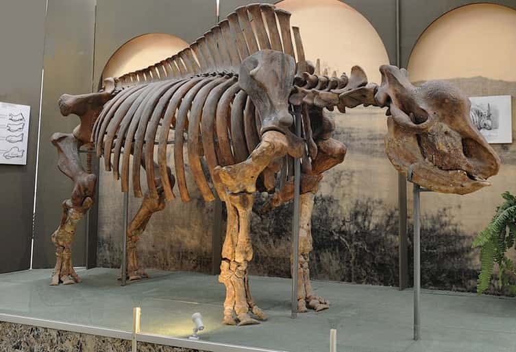 Bien qu’aucune corne de <i>Elasmotherium sibiricum</i> n’ait jamais été retrouvée, on estime qu’elle devait mesurer plus d’un mètre de long. © Igor Doronin/Kosintsev et al., 2018