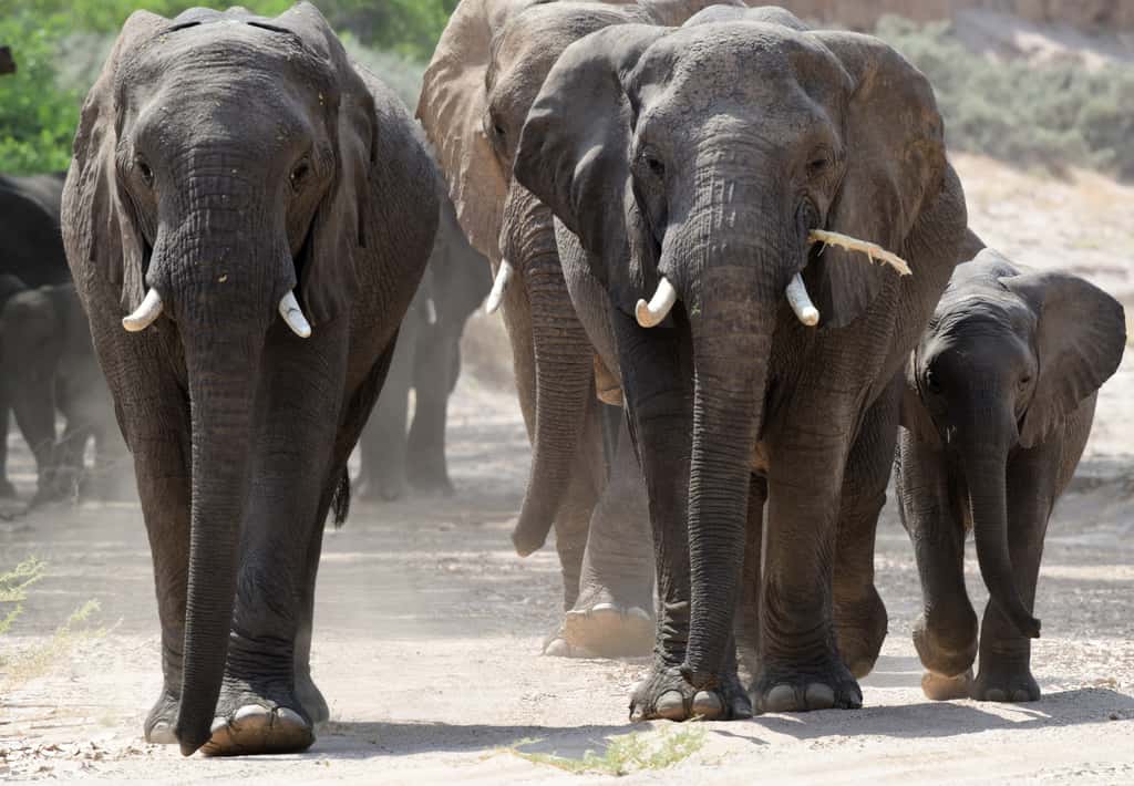 Faut-il ou non interdire le commerce de l’éléphant d’Afrique ? Les États sont divisés. © Russ Hoverman, iNaturalist