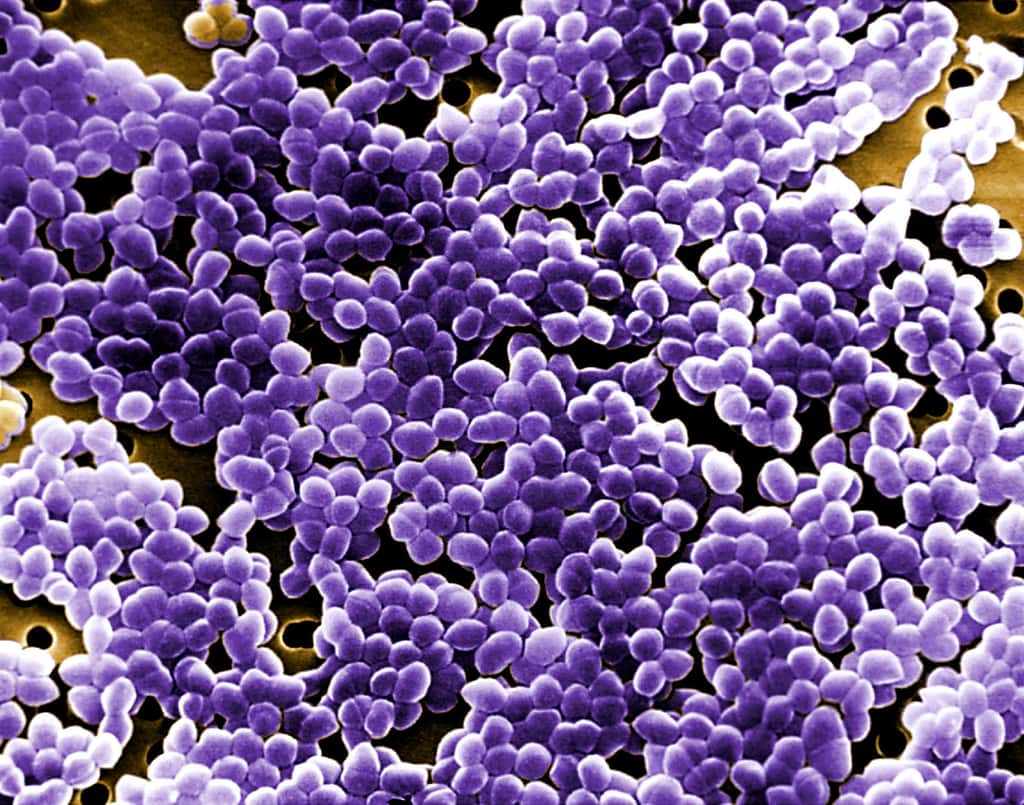 <em>Enterococcus faecalis</em> fait concurrence aux enzymes humaines pour convertir la L-dopa en dopamine. © Janice Haney Carr, USCDCP, Pixnio