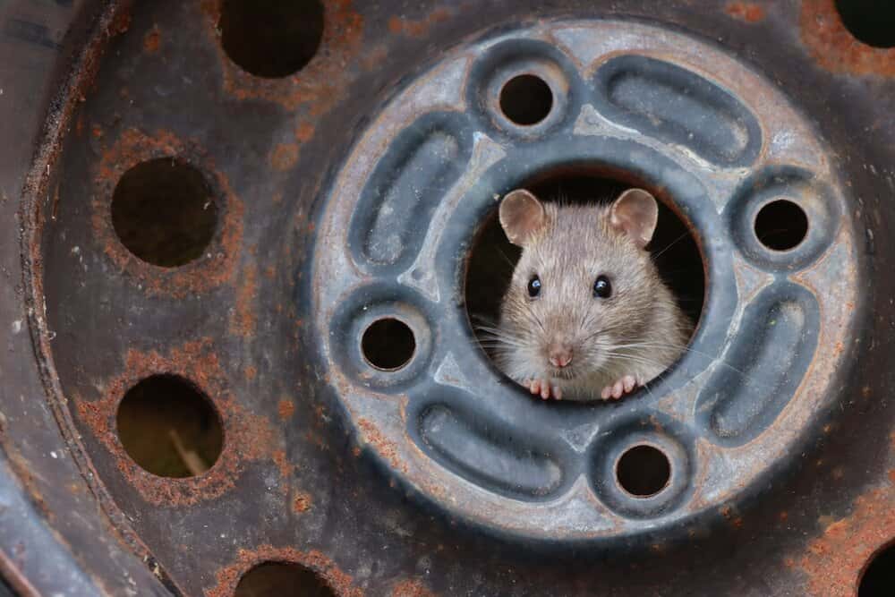<em>Rat in Tyre Hub</em>. © Ezra Boulton (Royaume-Uni)