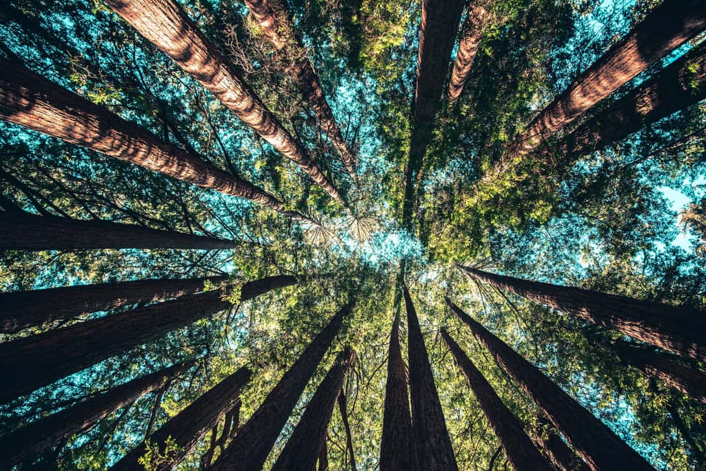 Mauvais élève du climat mondial, l’Australie veut planter 400.000 hectares de forêt d’ici 2050. © Casey Horner, Unsplash