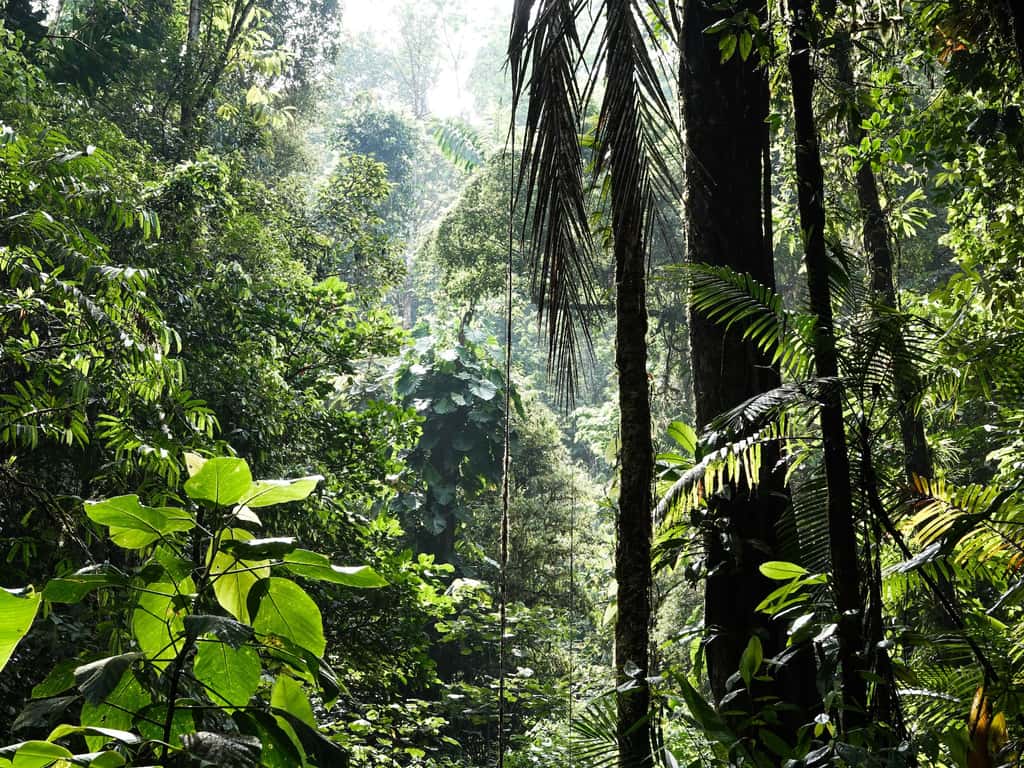 La forêt tropicale actuelle est dominée par les fougères et les plantes à fleurs. © Alenka Skvarc, Unsplash