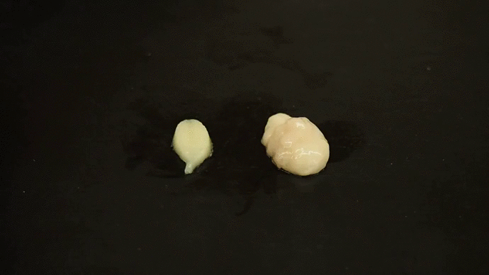 Le gel moulé en forme de feuille (à gauche) présente exactement la même consistance que la graisse normale (à droite). © <em>Johns Hopkins University et Johns Hopkins Medicine</em>