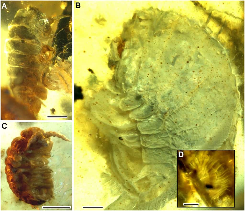 Ces isopodes, une sorte de gros cloportes, pourraient également être d’anciens organismes marins. © Nigpas