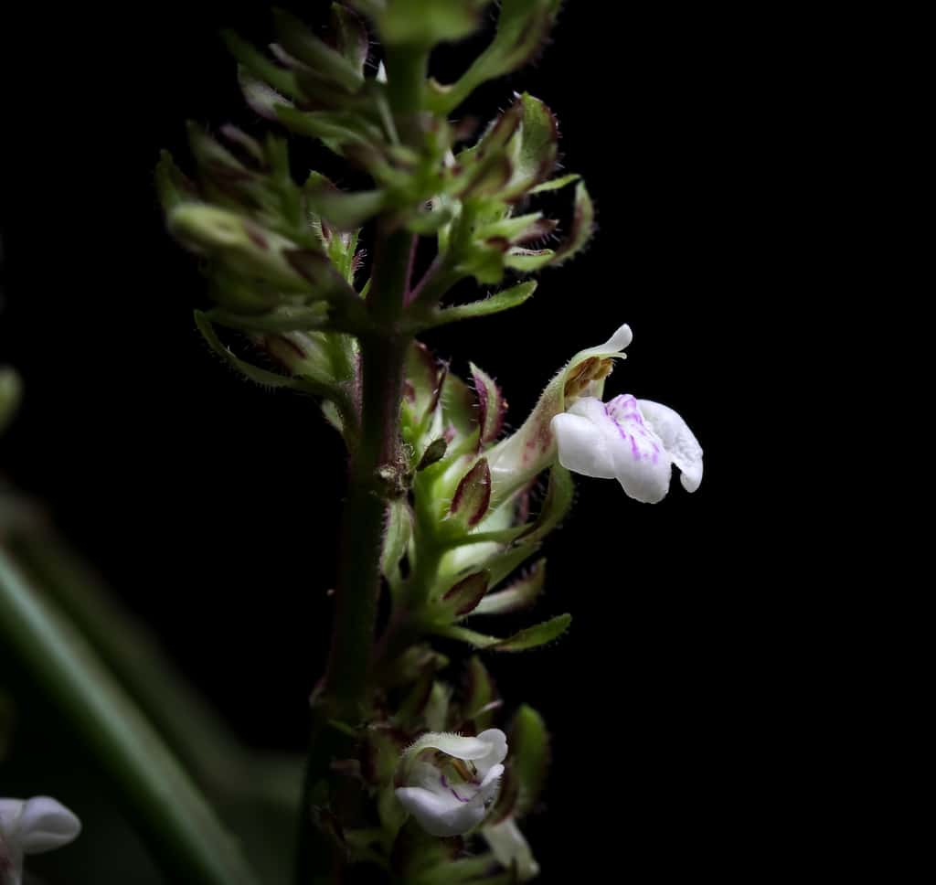 <em>Justicia Alanae</em>, une fleur blanche originaire du Mexique. © 2019 Jonathan Amith