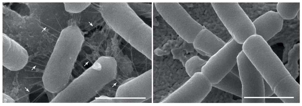 Les souches de <i>Lactobacillus casei</i> spécifiques au microbiote du nez sont munies de microfibrilles pour s’arrimer aux muqueuses du nez. À droite, une souche classique de <i>L. casei</i> dépourvue de microfibrilles. © Ilke De Boeck et al, Cell Reports, 2020
