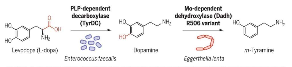 La L-dopa est digérée par la bactérie <em>Enterococcus faecalis</em> qui la transforme en dopamine. Une deuxième souche, <em>Eggerthella lenta</em>, dégrade la dopamine en meta-thyramine, un composé potentiellement responsable des effets secondaires de la L-dopa. © Université de Harvard