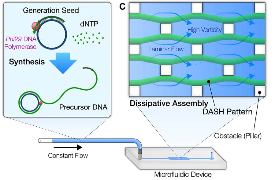 Le fonctionnement du système Dash : les molécules d’ADN sont injectées dans un microfluide où s’assemblent et dégénèrent les brins d’ADN. Cette dynamique leur permet également d’évoluer dans le microfluide au travers d’obstacles. © <i>Shogo Hamada et al, Science Robotics, 2019</i>