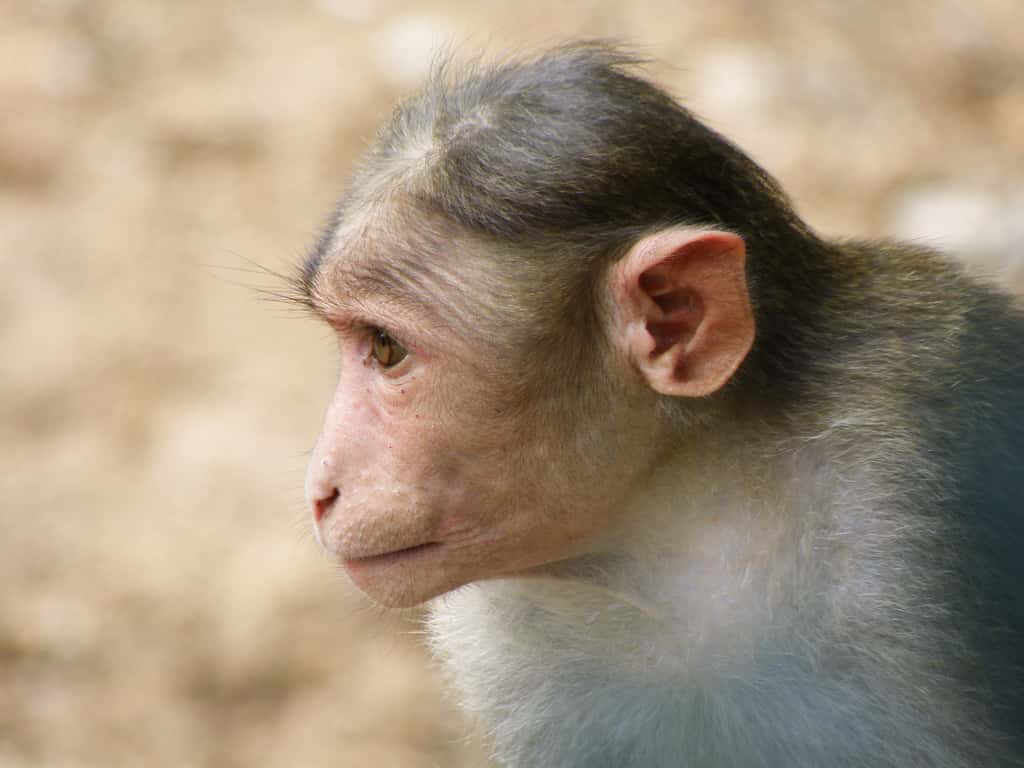 Sur les 11 macaques rhésus ayant reçu un gène de cerveau humain, seuls cinq ont survécu. © smerikal, Flickr