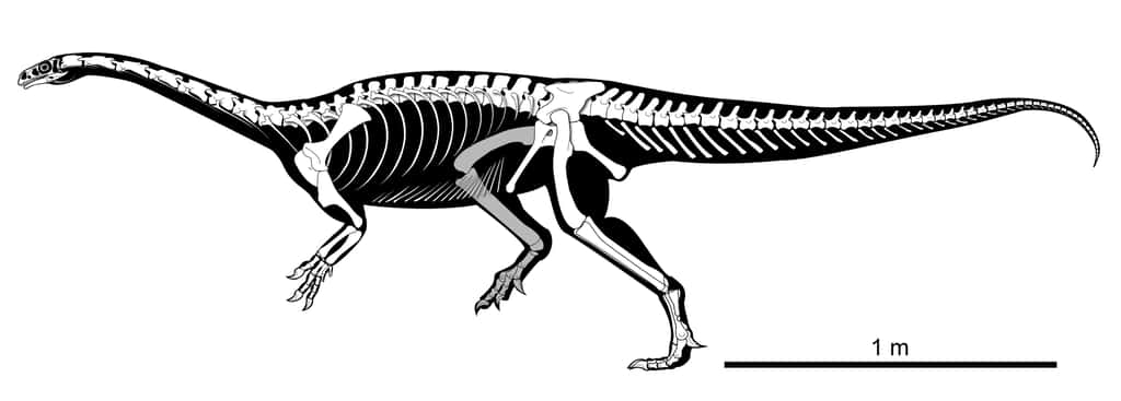 <em>Macrocollum itaquii, </em>un dinosaure à long cou, mesurait environ 3,5 mètres de long. © <i>Müller, R.et al. Biology Letters. 2018 </i>