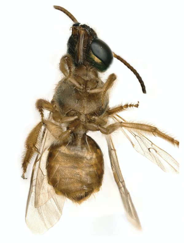 Vue de l’abeille <i>Megalopta amoena</i>, avec le côté femelle à gauche de l’image, le côté mâle à droite. © <i>Erin Krichilsky et al, Journal of Hymenoptera Research, 2020</i>
