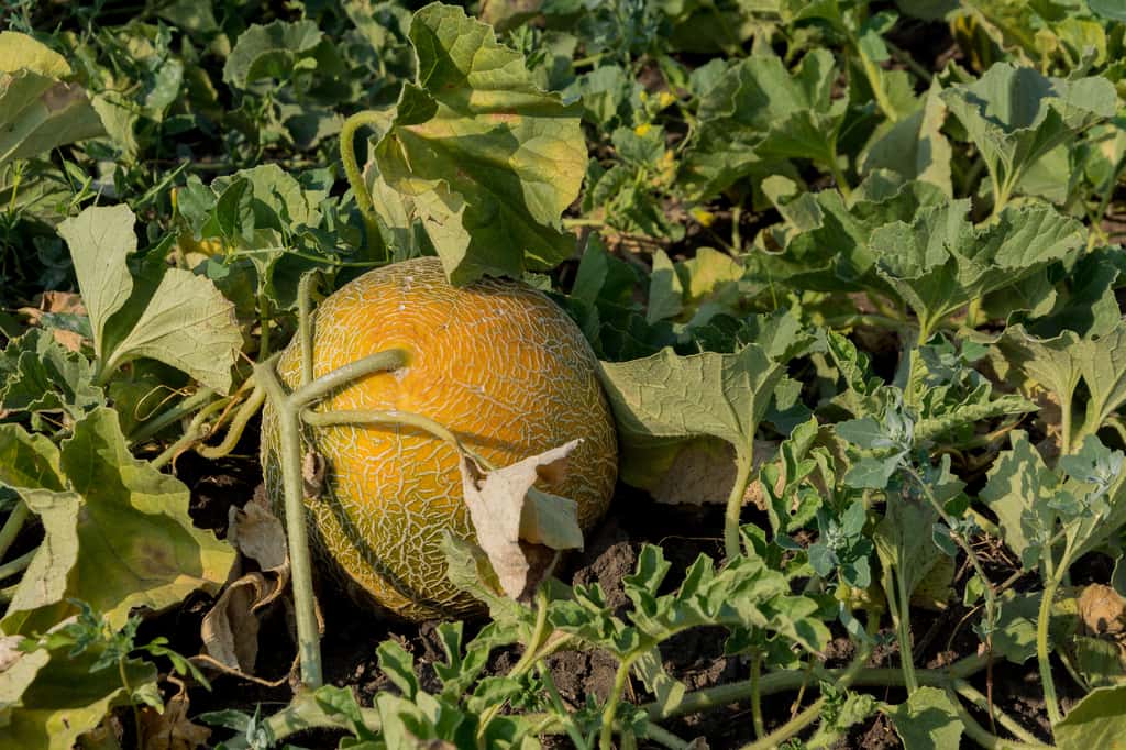 La sécheresse rend les melons plus petits. © Fordvika, Fotolia