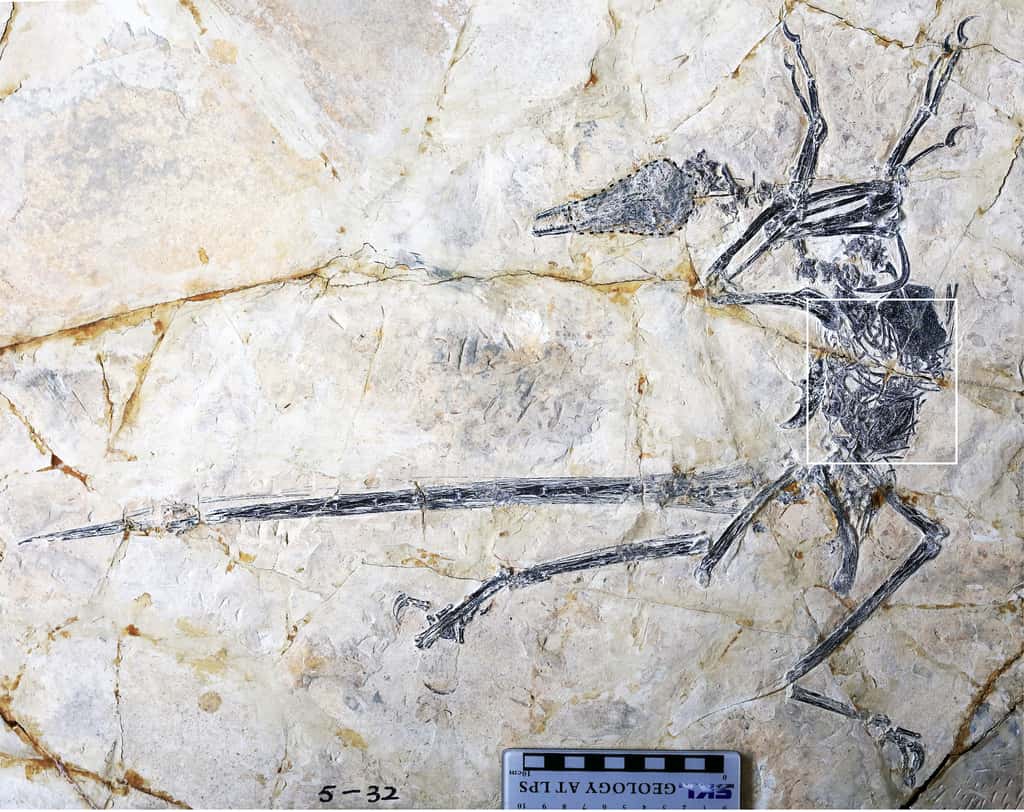 Le lézard a été retrouvé dans l’estomac d’un fossile de <em>Microraptor </em>datant du Crétacé. © Jingmai O'Connor