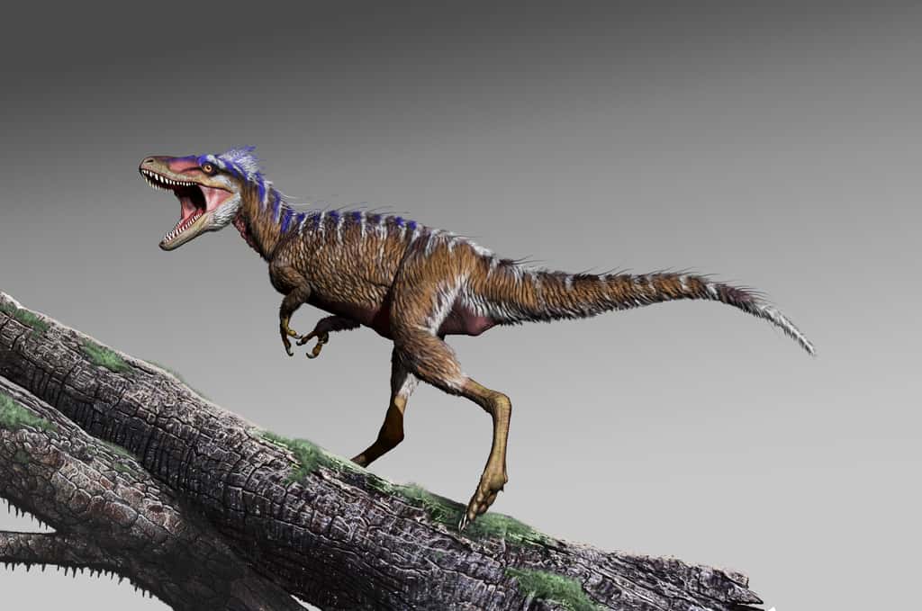 <i>Moros intrepidus</i>, le petit cousin du <em>Tyrannosaurus rex</em>, vivait il y a 96 millions d’années. © Jorge Gonzalez