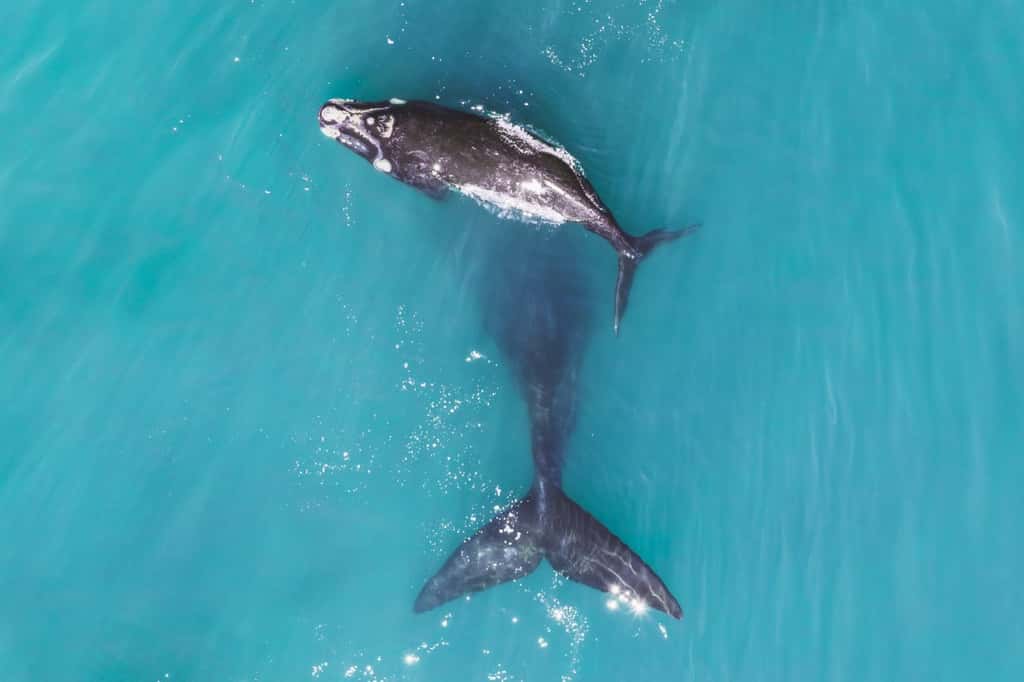 Le baleineau et sa maman, Afrique du Sud. © LukeMaximoBell, Dronestagram