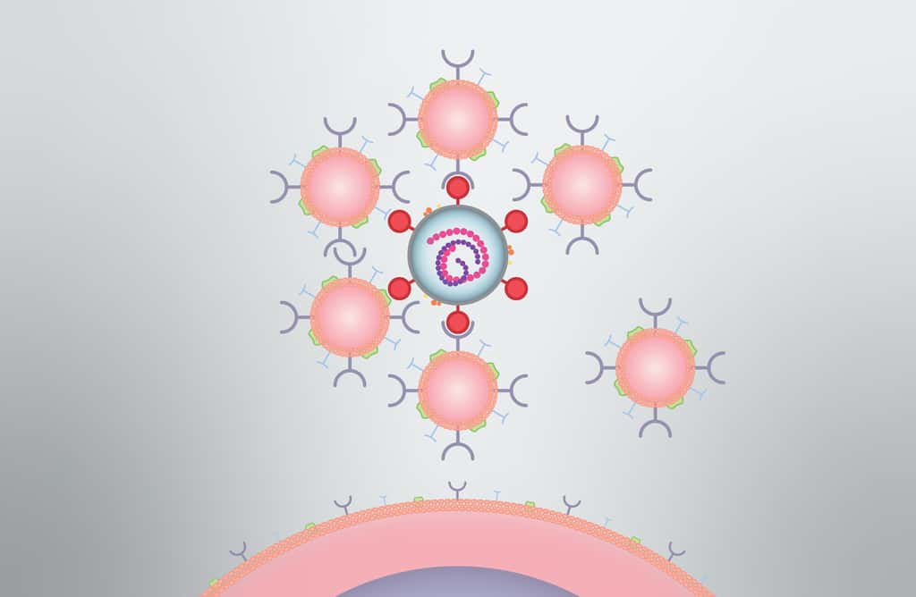 Les nanoéponges (en rose) attirent le virus que se lie sur ces fausses cibles et qui est ainsi neutralisé. © David Baillot, <em>UC San Diego Jacobs School of Engineering</em>