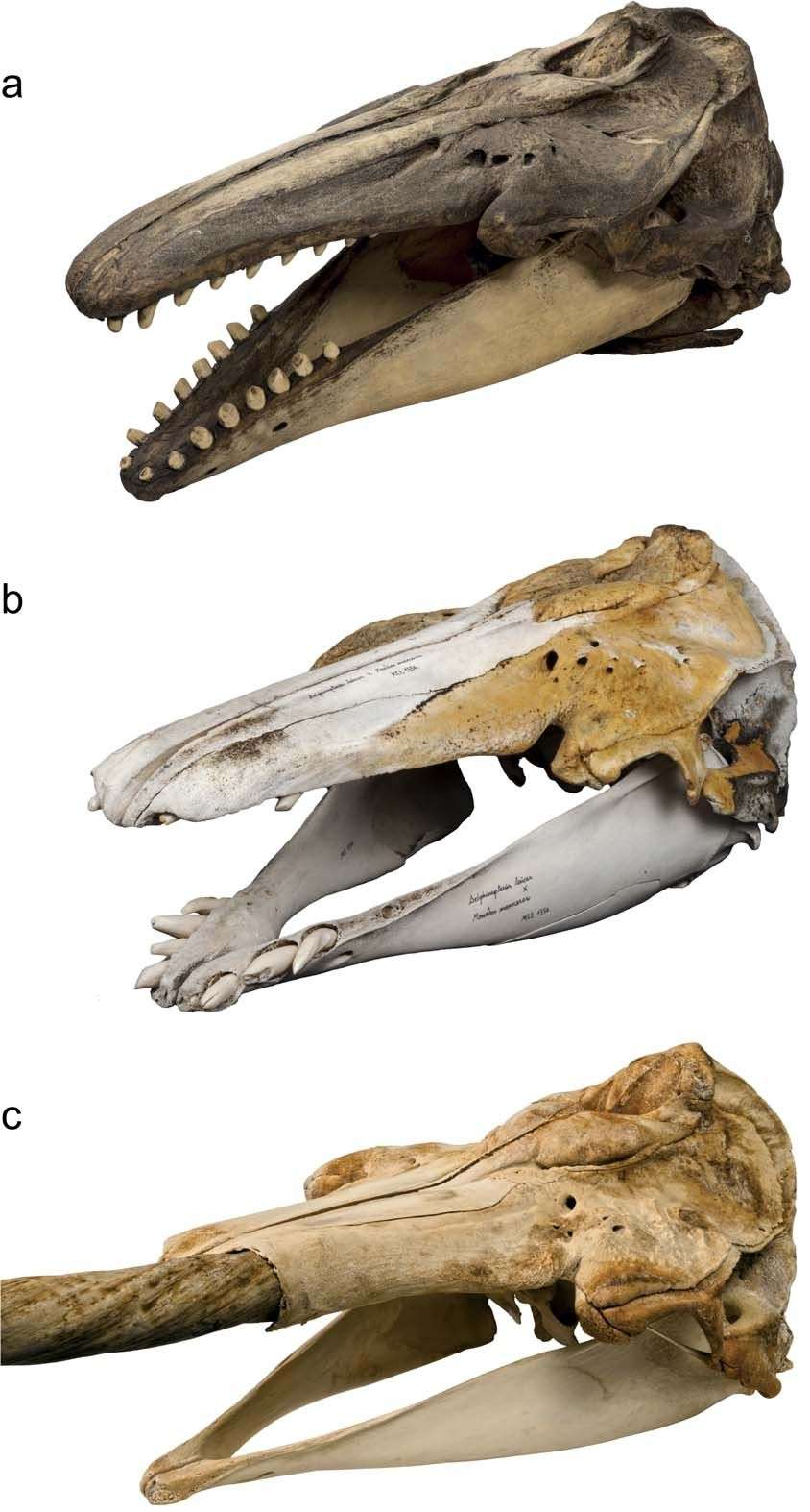 En haut, le crâne d’un béluga. En bas, celui d’un narval et au milieu, celui de l’hybride retrouvé en 1990 dans une petite île près de la baie de Disko au Groenland. <i>© </i>Mikkel Høegh Post