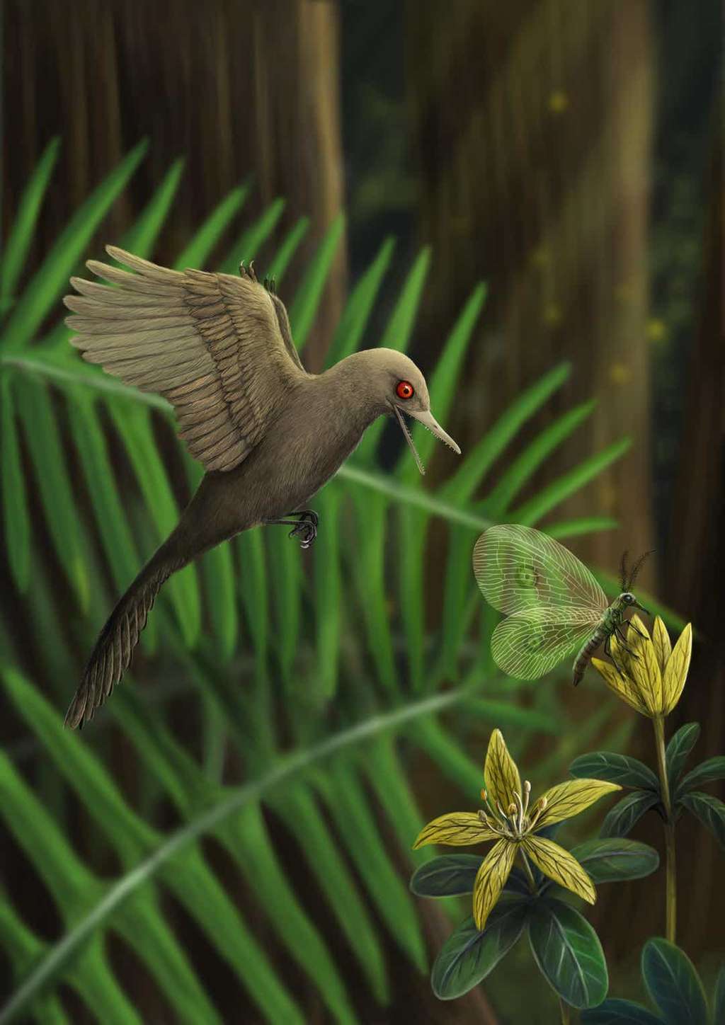 Contrairement au colibri, <i>Oculudentavis khaungraae </i>devait se nourrir d’insectes car son bec est muni d’une centaine de petites dents pointues. © HAN Zhixin, <em>Los Angeles Natural History Museum, Nature Video</em>, YouTube