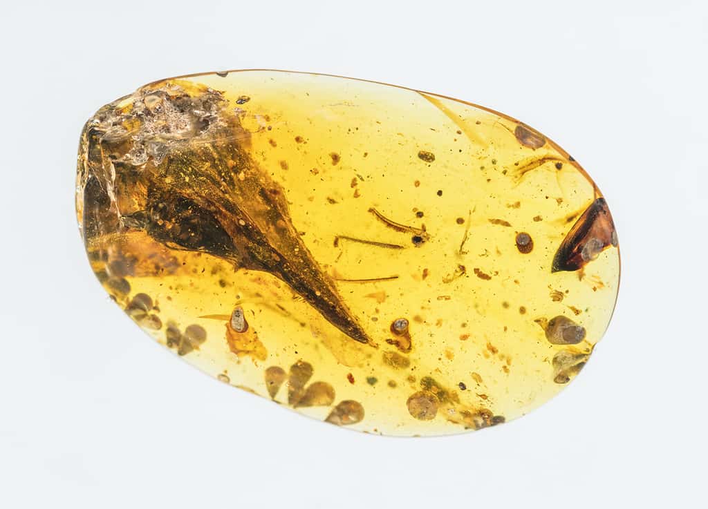 Le fossile du prétendu dinosaure découvert dans l’ambre est en fait celui d’un lézard. © Xing Lida