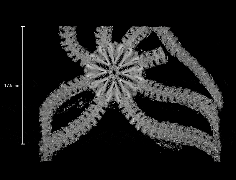 Contrairement aux étoiles de mer modernes, qui possèdent cinq bras, Ophiojura est muni de huit branches d’environ 10 centimètres de long. © Tim O’Hara