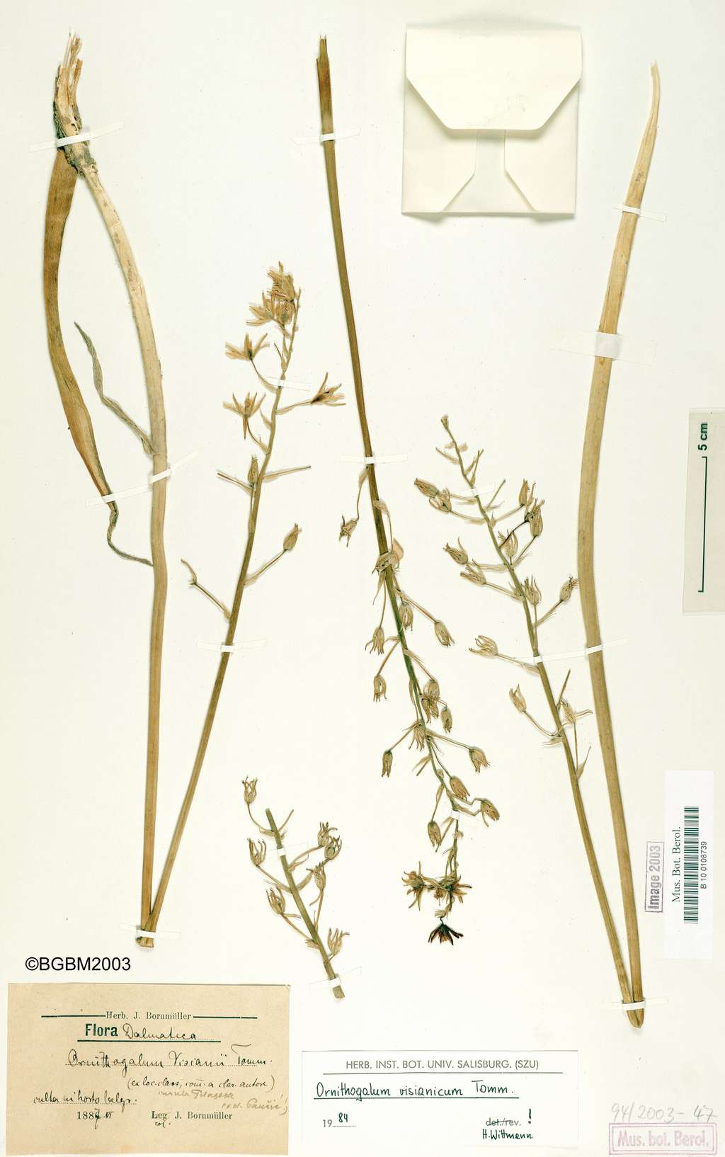 <i>Ornithogalum visianicum, </i>déclarée éteinte en 2018. © BGBM