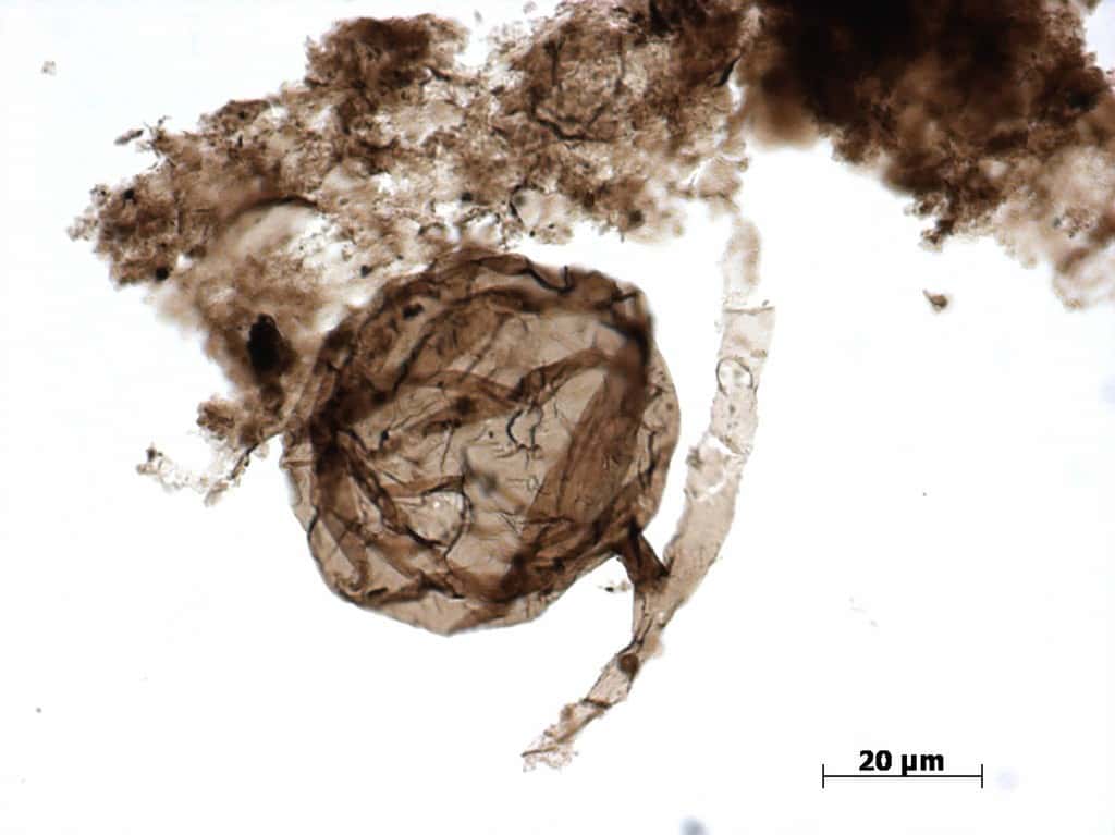 L’image au microscope du spore d’<i>Ourasphaira giraldae</i>, mesurant entre 33 et 80 μm de diamètre. © <i>Corentin Loron et al., Nature, 2019</i>