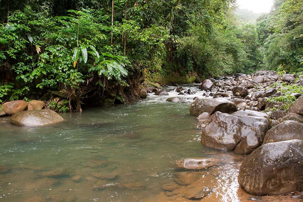 La forêt de Basse-Terre dans le parc national de la Guadeloupe. © Luca Moglia, Flickr