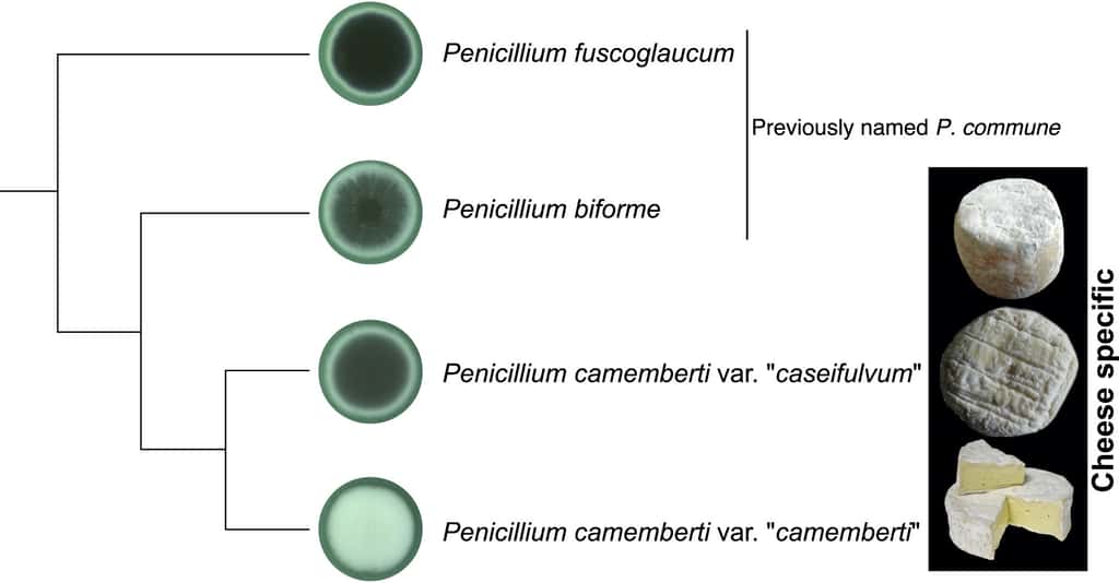 L’arbre génétique de la moisissure de camembert <i>Penicillium camemberti</i>. © Jeanne Ropars et al, Current Biology, 2020