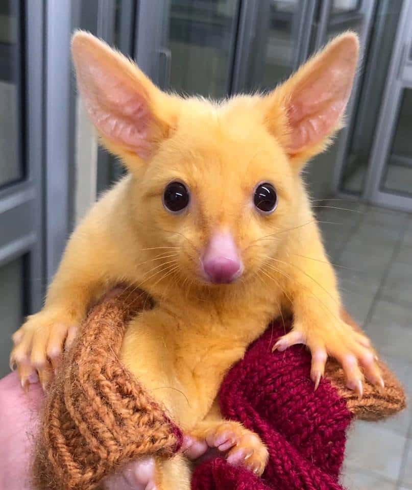 Le bébé opossum australien doit sa couleur jaune à l’absence de mélanine. © Boronia Veterinary Clinic And Animal Hospital, Facebook