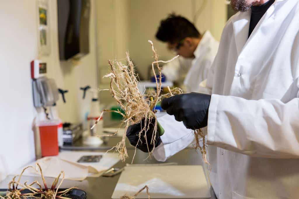Les bactéries se fixent aux racines des plantes pour les aider à assimiler l’azote atmosphérique. © PivotBio