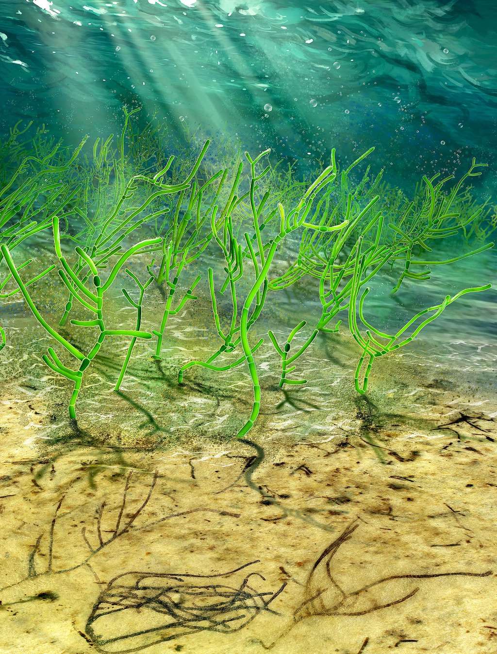 <i>Proterocladus antiquus</i> poussait en touffes denses au fond de l’océan, ce qui lui permettait de coloniser de grandes surfaces. © Dinghua Yang
