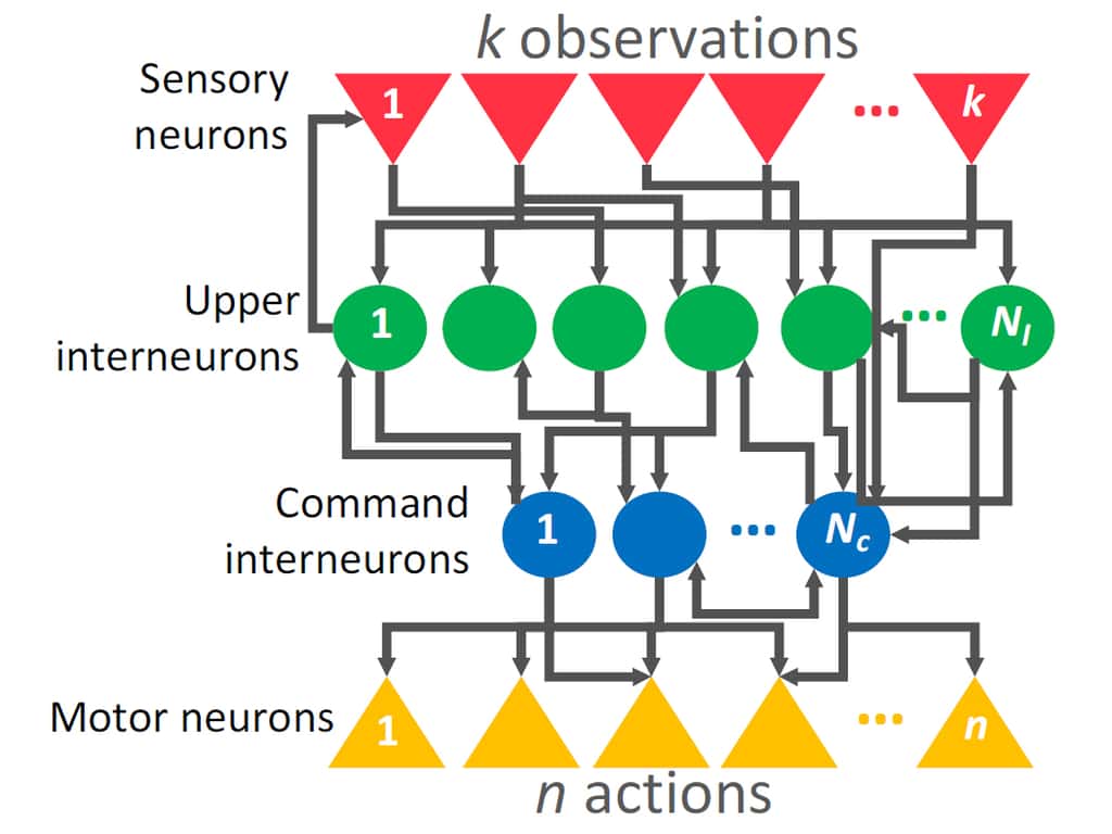 Les chercheurs ont constitué un réseau de 12 neurones constitué de 4 couches : des neurones « sensoriels » (en rouge) qui récoltent l’information, des interneurones supérieurs (en vert) qui traitent les données, des interneurones de commande (en bleu) qui donnent les instructions, et les neurones «moteurs» (en jaune) qui déclenchent l’action. © Université de Vienne