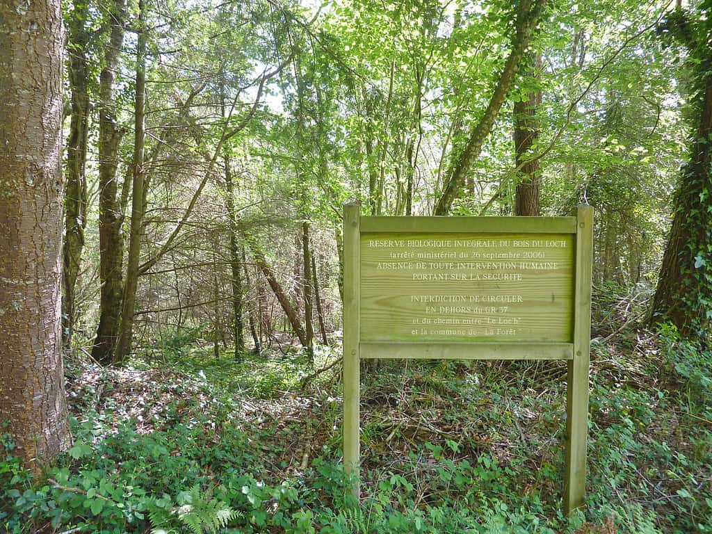 La réserve biologique intégrale du Bois du Loc’h © Henri Moreau, Wikipedia