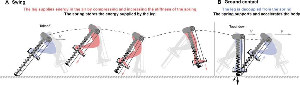 Le ressort emmagasine l’énergie fournie par le pied lors de la poussée au sol, et la restitue pour accélérer la course. © David Braun, <em>Science Advances</em>, 2020